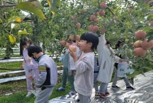보은 사과 체험 행사 만끽