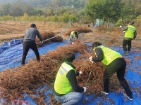 음성군 생산적 일손봉사…일손 돕고 화합도 도모 일석이조