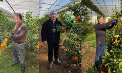 내륙 영동군에서 만감류 생산 한창