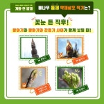 진천농약할인마트 | 진천군농업기술센터, 화상병 사전방제 당부
