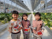 성암초병설유치원, 딸기농장체험학습