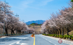 제천 청풍호 벚꽃 절반 이상 개화