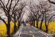 보은읍 보청천 벚꽃길 연분홍 물결