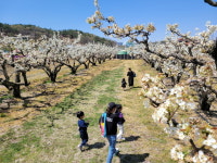 과일나라 테마공원으로 봄 소풍 갈까