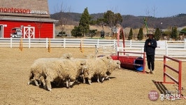 증평 벨포레목장, 5월에 떠나는 목장길 여행
