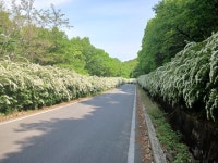 진천군, 이팝·조팝나무 꽃길 장관