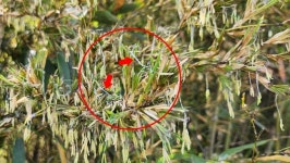 증평 보타사에 대나무꽃 만발