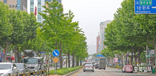 청주시내 가로수 어떻게 바뀌었나
