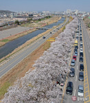 청주 무심천 벚꽃길 넓어진다…공중 데크길 조성