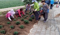 적성면 주민자치위원회, 금수산 어울림 국화꽃 화단 조성