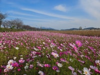 진천 백곡천 코스모스 만개, 가을정취 물씬