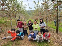 보은 삼산초 병설 유치원, 사과 따면서 수확의 기쁨 체험