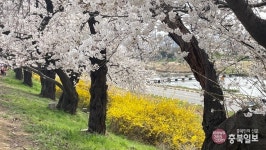 렌즈세상 - 무심천 벚꽃길