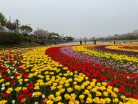 청주 무심천·문암생태공원에 튤립 구경오세요