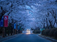물태리상회;민박 | 제천시SNS서포터즈 - 물태리 벚꽃세명대 벚꽃터널
