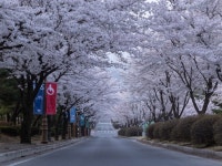 물태리상회;민박 | 제천시SNS서포터즈 - 물태리 벚꽃세명대 벚꽃터널