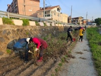 충주 지현동, 충주천변 영산홍 식재