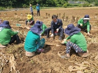 서울시·성남시 새마을부녀회, 단양군 마늘 농가 일손 돕기 훈훈