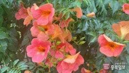 충북일보 클린마운틴 - 고양누리길 1코스(북한산누리길)