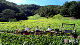 파란 하늘 아래 하얗게 수놓일 메밀꽃 기대 만발