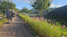 가을빛 물든 영춘면, 제방 산책로 코스모스 꽃길 활짝