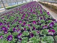 청주시, 월오동 꽃묘장 꼬꼬마 정원사 체험 참여 모집