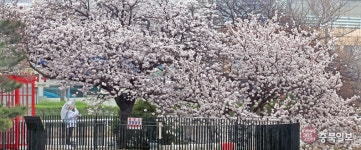 청주 무심천 벚꽃 개화 시작