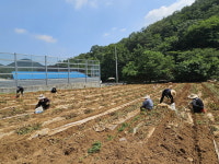 한국석회석신소재연구소, 단양 마늘 수확 일손 지원