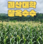 괴산대학 햇 찰옥수수 TV홈쇼핑 전국 판매 나선다