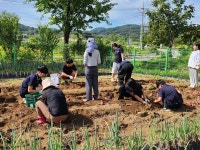충주 노은중, 사제동행 고구마 수확으로 가을 정취 만끽