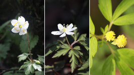 산책길 들꽃이야기 - 본격적인 꽃 탐사는 바람꽃부터