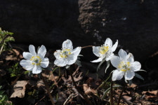 산책길 들꽃이야기 - 바람꽃속에 속하지 못한 바람꽃