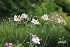 산책길 들꽃이야기 - 바람꽃속에 속하지 못한 바람꽃