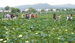 부여 서동연꽃 축제 한달 앞