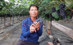 마을 전체가 포도밭..보령 사현포도 수확