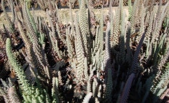 신이 내린 와송(瓦松)효소 대신 담아드립니다