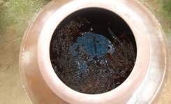 신이 내린 와송(瓦松)효소 대신 담아드립니다