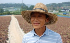 신이 내린 와송(瓦松)효소 대신 담아드립니다