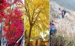 보령 늦가을, 3색(色) 3미(味)에 취하다