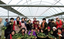 계룡농협, 도시민들과 봄나물 채취 체험행사 가져