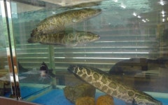 사계절보양식 모미가 어죽 화제