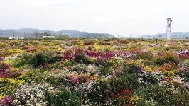 홍성 서부면 수룡동 관광 마을 변신