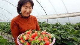 엄동설한 속 서산 딸기 수확 한창