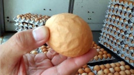 불량계란 5만판 유통시킨 판매업자 충격
