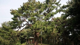 애물단지 형제송(松)과 송전탑 민원 해법은?