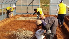 평균 연령 73세, 달래 재배 나선 이유