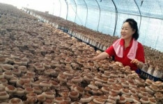 마을기업 안영버섯마을의 훈훈한 이웃 사랑