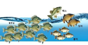 블루길이 점령한 세종호수공원, 두고만 볼 건가