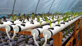 충남도 수산연구소 아쿠아포닉 시험연구 착수