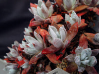 다육식물, 중국·동남아지역 수출 증가